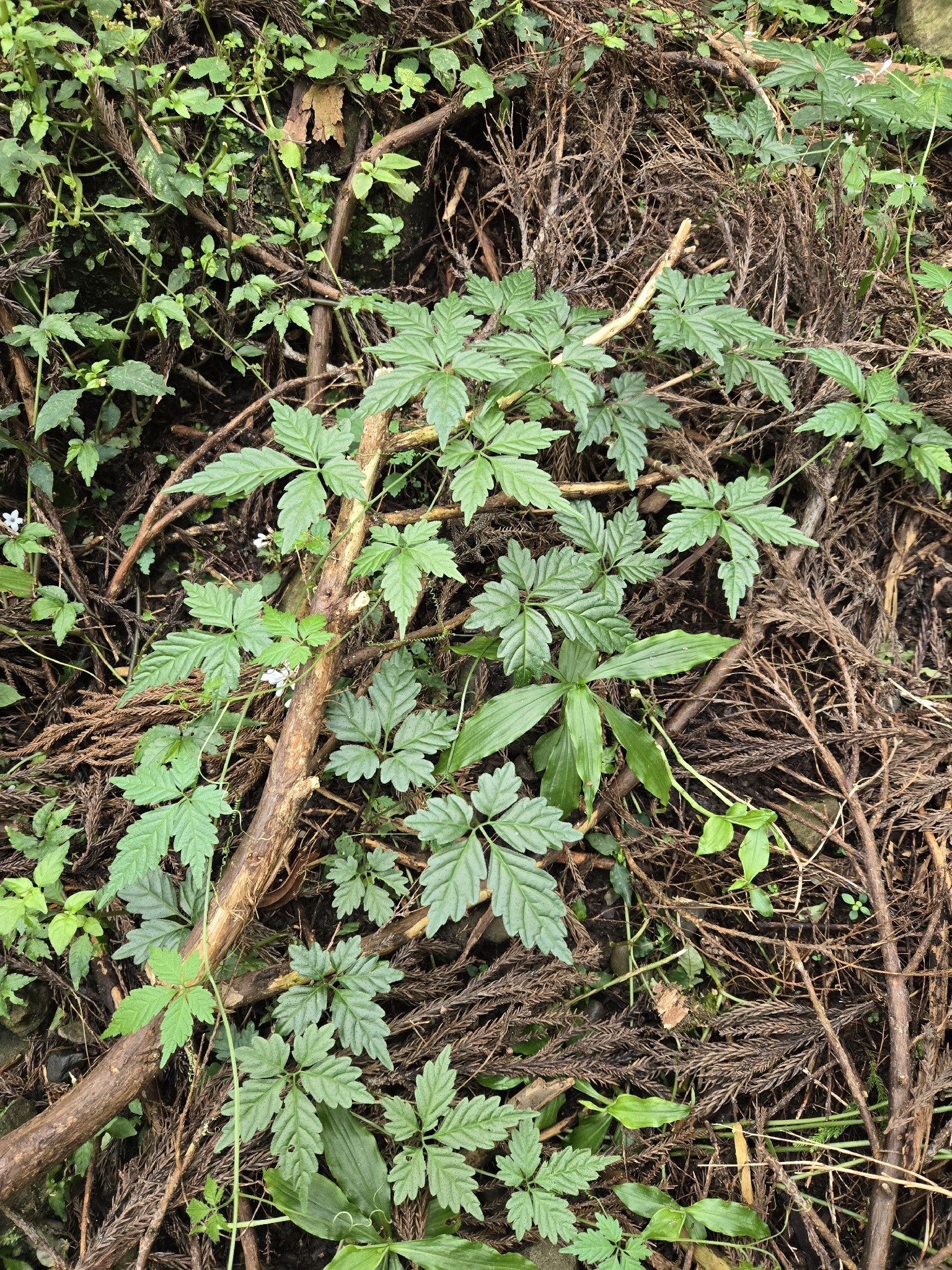 Gynostemma Pentaphyllum (Gynostemma pentaphyllum)