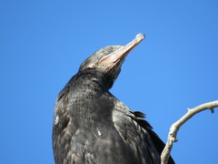 Nannopterum brasilianum