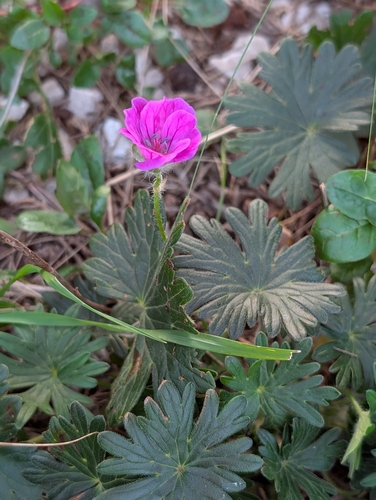 Bloody crane's-bill