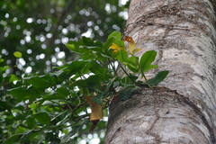 Syngonium adsettiorum