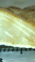 Cymatoderma dendriticum