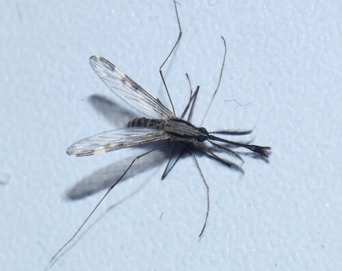 Unknown species found near Belhaven, Jackson, MS, USA