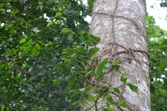 Syngonium adsettiorum