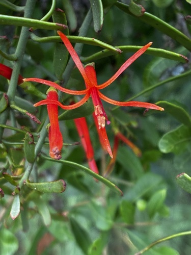Ligaria cuneifolia