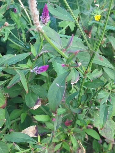 Celosia argentea observed 2026-02-26