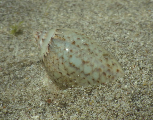 veined olive