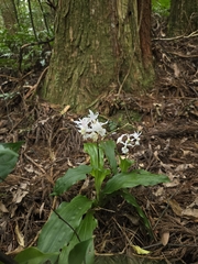 Calanthe arisanensis, photograph (c) jimmy, some rights reserved (CC BY)