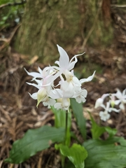 Calanthe arisanensis, photograph (c) jimmy, some rights reserved (CC BY)