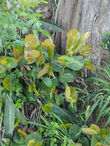 Coccoloba uvifera observed 2026-02-26