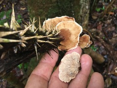 Cymatoderma dendriticum