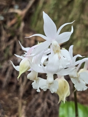 Calanthe arisanensis, photograph (c) jimmy, some rights reserved (CC BY)