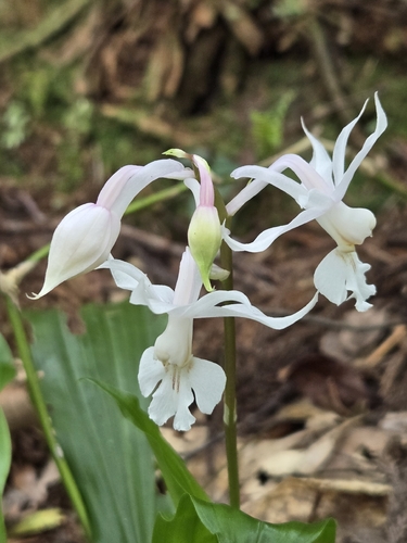Calanthe arisanensis, photograph 5
