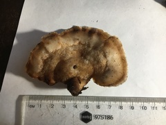 Cymatoderma dendriticum