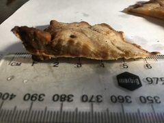 Cymatoderma dendriticum