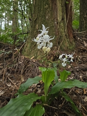 Calanthe arisanensis, photograph (c) jimmy, some rights reserved (CC BY)