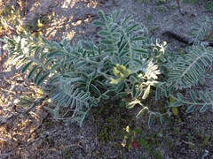 Astragalus nevinii