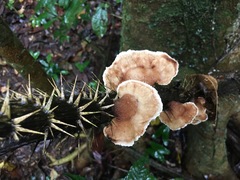 Cymatoderma dendriticum