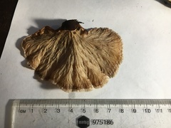 Cymatoderma dendriticum