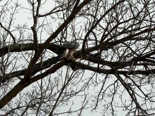 Cooper's Hawk