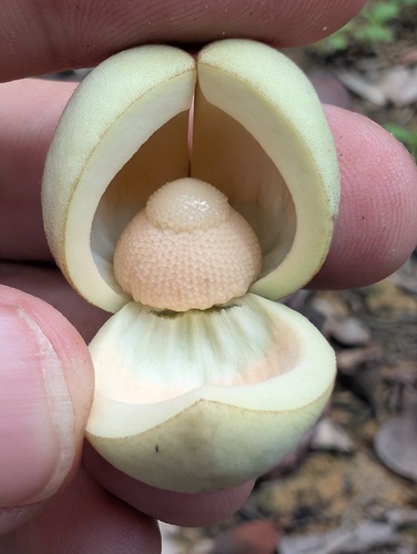 Annona hypoglauca observed 2026-02-19