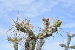 Cylindropuntia molesta molesta