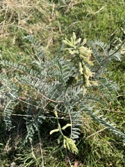Astragalus oxyphysus