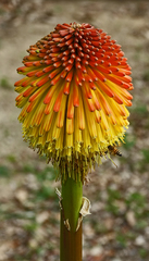 Kniphofia rooperi