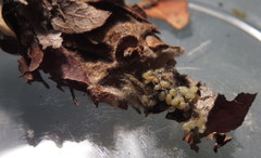 Thyridopteryx ephemeraeformis