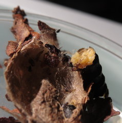 Thyridopteryx ephemeraeformis