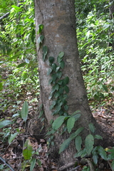 Philodendron fragrantissimum