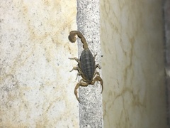 Centruroides sculpturatus