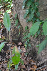 Philodendron fragrantissimum