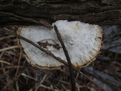 Daedaleopsis confragosa