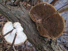 Daedaleopsis confragosa