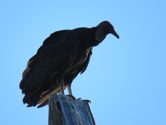 Coragyps atratus
