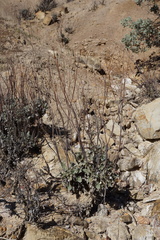 Eriogonum clavatum