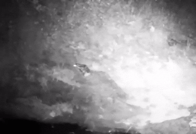 Zorrillo manchado sureño observed by tedgdl