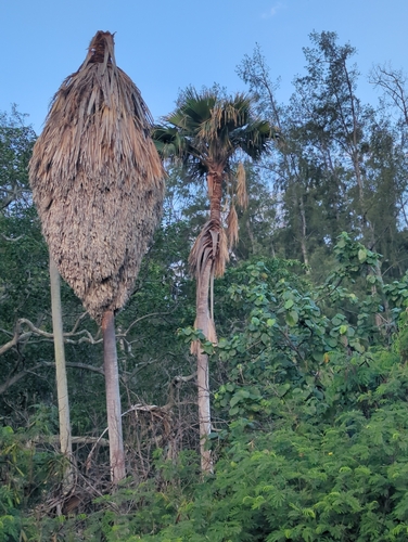 Washingtonia robusta observed 2026-02-26