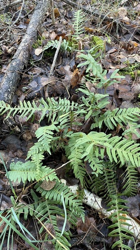 common polypody