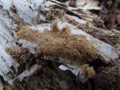 Hyphodontia