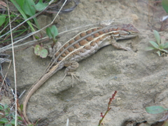Sceloporus bicanthalis