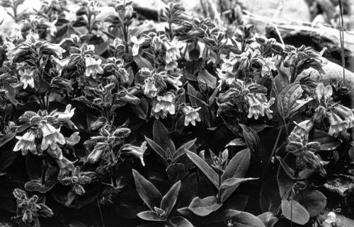 Pennellianthus frutescens, photograph 6