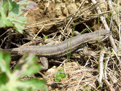 Sceloporus aeneus