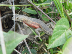 Sceloporus aeneus