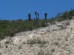 Yucca mixtecana