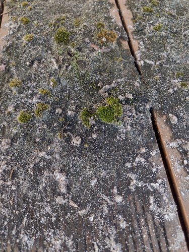 Barnes' Bryum (Bryum barnesii)