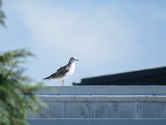 Chroicocephalus maculipennis
