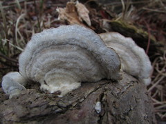 Trametes hirsuta