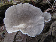 Trametes hirsuta