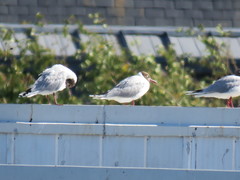 Chroicocephalus maculipennis